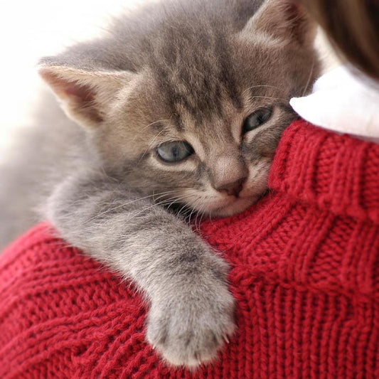 Descubre 5 tips para recibir una nueva mascota en casa.