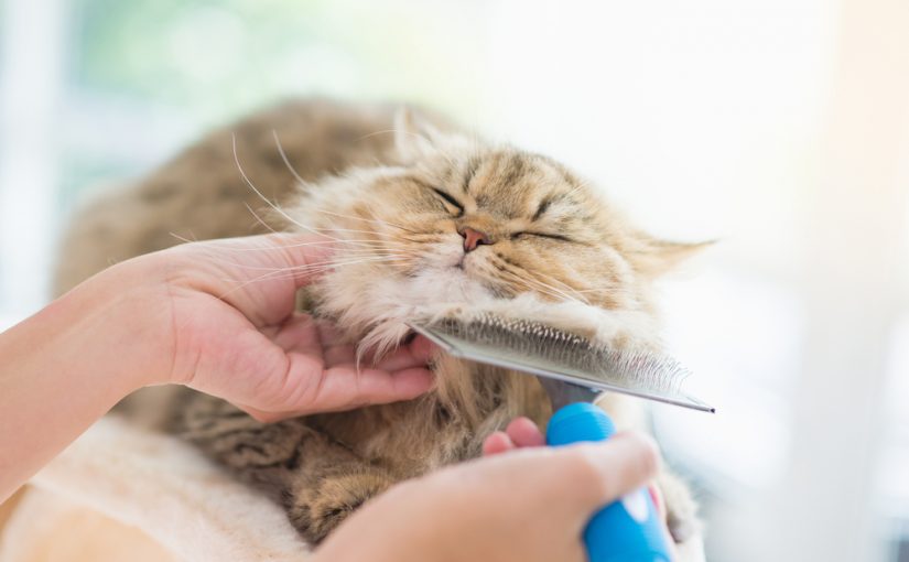 ¿Sabes cual es el peine más recomendable para tu mascota?