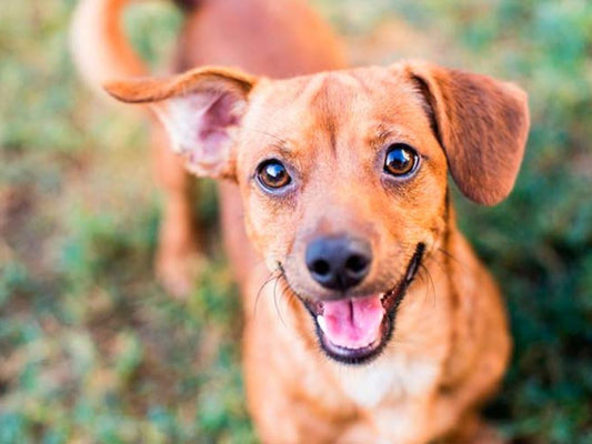 Aquí te presentamos algunas de las razas de perros más pequeñas que existen.